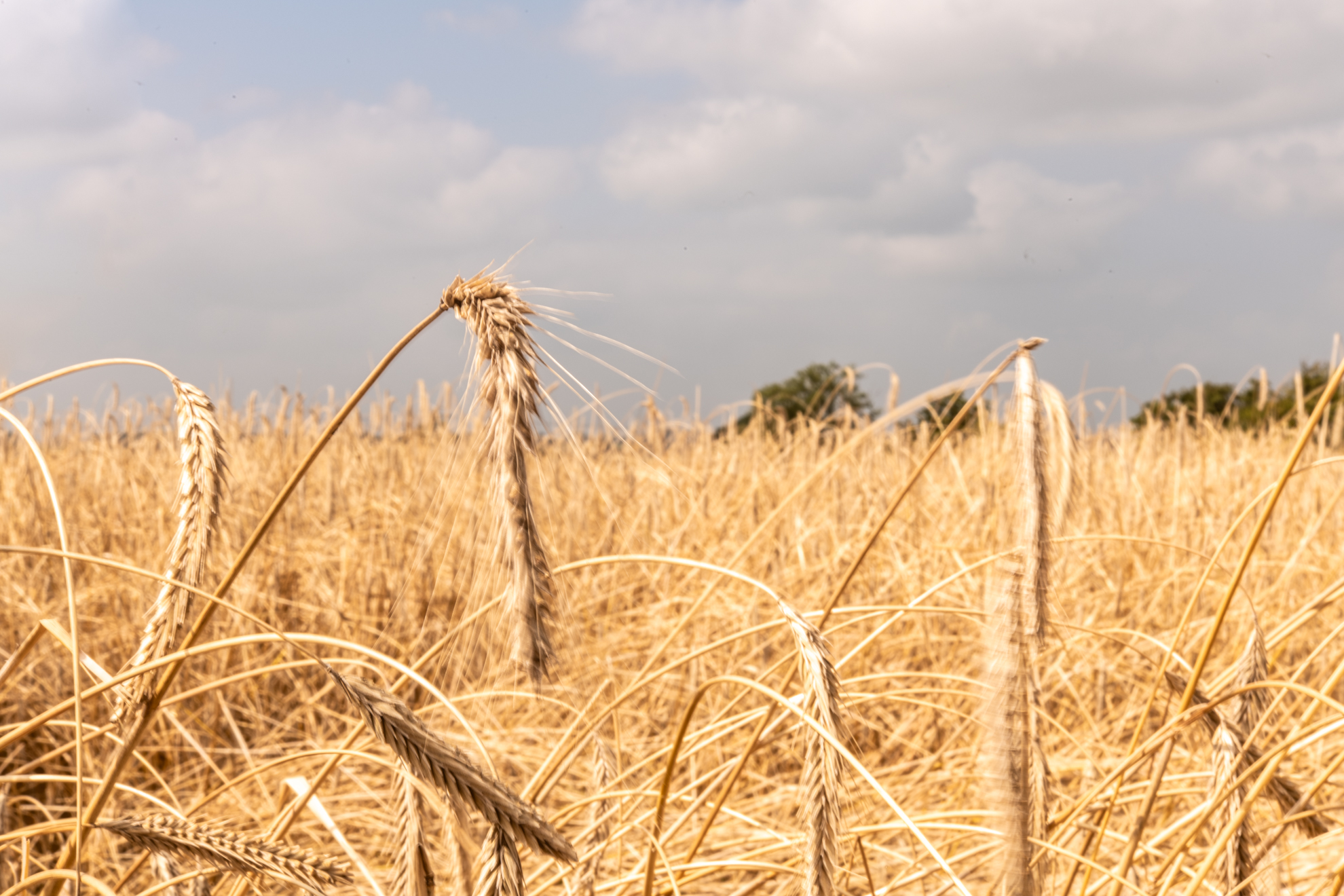 Cumbria Love story the harvest Lovingly Artisan
