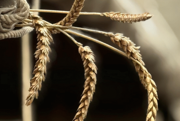 Lovingly Artisan Cumbria Kendal Lake District Emmer Einkorn Aidan Monks